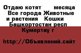 Отдаю котят. 1,5 месяца - Все города Животные и растения » Кошки   . Башкортостан респ.,Кумертау г.